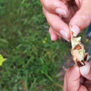 Kinder lieben den Kontakt mit Dingen aus der Natur